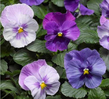 Виола Виттрока (Viola wittrockiana) Виола Виттрока (Viola wittrockiana)