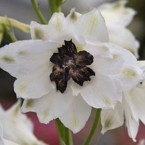 Дельфиниум высокий (Delphinium elatum)