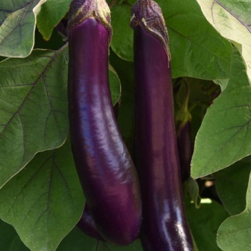Баклажан (Solanum melongena) Баклажан (Solanum melongena)