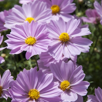 Космея дваждыперистая (Cosmos bipinnatus)