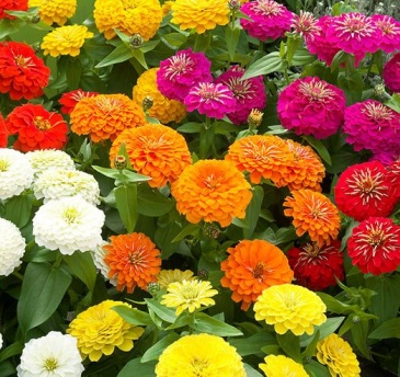 Цинния изящная (Zinnia elegans) Цинния изящная (Zinnia elegans)