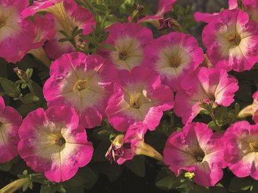 Петуния мелкоцветковая (Petunia milliflora)