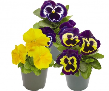 Виола виттрока (Viola wittrockiana) Виола виттрока (Viola wittrockiana)