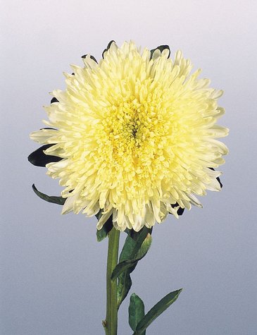 Астра китайская (Callistephus chinensis)