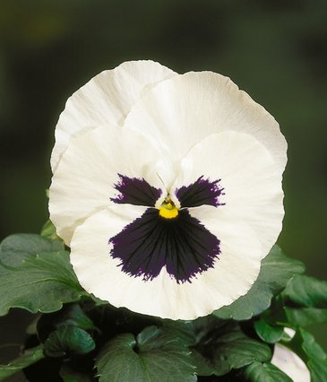Виола Виттрока (Viola wittrockiana) Виола Виттрока (Viola wittrockiana)