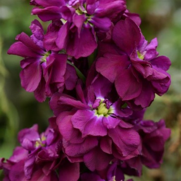 Левкой седой (Matthiola incana) Левкой седой (Matthiola incana)