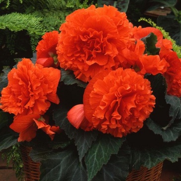 Бегония клубневая махровая (Begonia tuberhybrida) Бегония клубневая махровая (Begonia tuberhybrida)