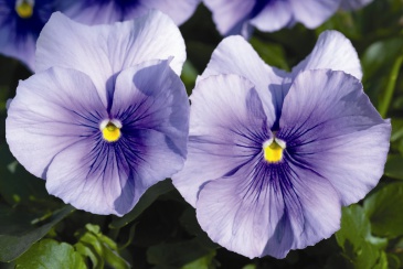 Виола Виттрока (Viola wittrockiana)