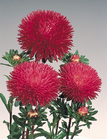 Астра китайская (Callistephus chinensis)