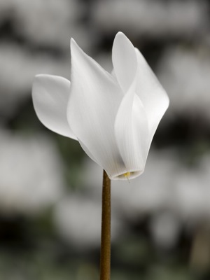Цикламен персидский (Cyclamen persicum)