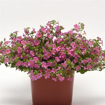 Бакопа (Сутера) сердцевидная (Sutera (Bacopa) cordata) Бакопа (Сутера) сердцевидная (Sutera (Bacopa) cordata)