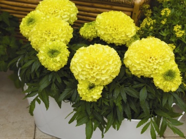 Бархатцы прямостоячие (Tagetes erecta)