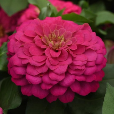 Цинния изящная (Zinnia elegans) Цинния изящная (Zinnia elegans)