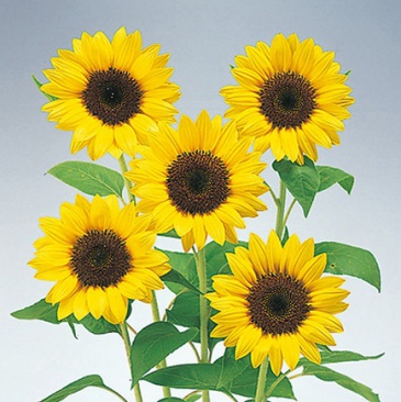 Подсолнечник летний (Helianthus annuus)