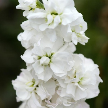 Левкой седой (Matthiola incana)