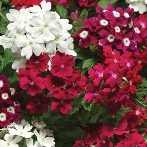 Вербена гибридная (Verbena hybrida) Вербена гибридная (Verbena hybrida)