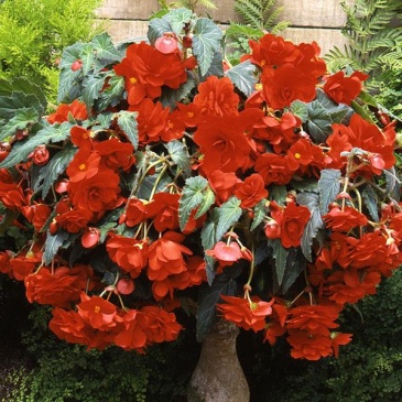 Бегония клубневая махровая ампельная (Begonia tuberhybrida) Бегония клубневая махровая ампельная (Begonia tuberhybrida)