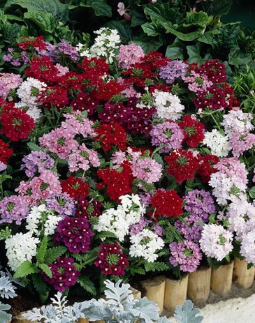Вербена гибридная (Verbena hybrida)