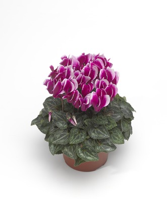 Цикламен персидский (Cyclamen persicum)