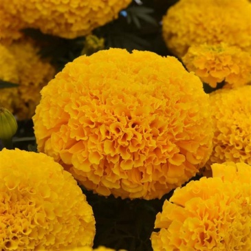 Бархатцы прямостоячие (Tagetes erecta) Бархатцы прямостоячие (Tagetes erecta)