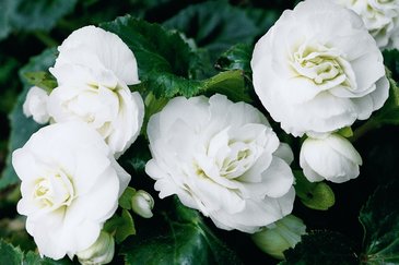 Бегония клубневая махровая (Begonia tuberhybrida)
