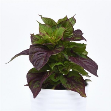Целозия серебристая (Celosia argentea) Целозия серебристая (Celosia argentea)