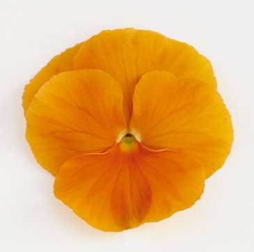 Виола виттрока (Viola wittrockiana) Виола виттрока (Viola wittrockiana)