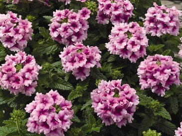 Вербена гибридная (Verbena hybrida)