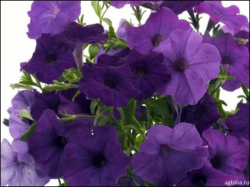 Петуния ампельная гибридная (Petunia x hybrida)