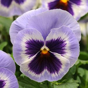 Виола виттрока (Viola wittrockiana)