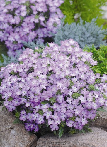 Вербена гибридная (Verbena hybrida)