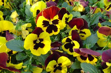 Виола Виттрока (Viola wittrockiana) Виола Виттрока (Viola wittrockiana)