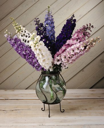 Дельфиниум высокий (Delphinium elatum)