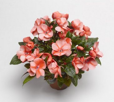 Бальзамин новогвинейский (Impatiens New Guinea)