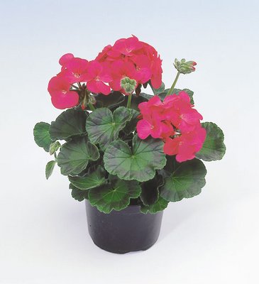 Герань (пеларгония садовая) (Pelargonium x hortorum)