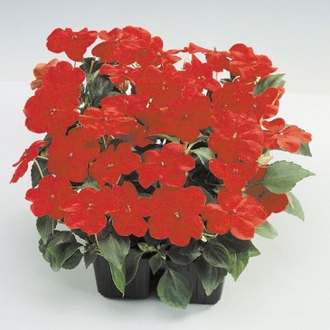 Бальзамин Уоллера (Impatiens walleriana) Бальзамин Уоллера (Impatiens walleriana)