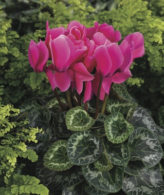 Цикламен персидский (Cyclamen persicum)