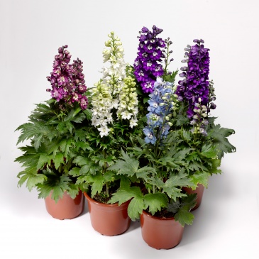 Дельфиниум высокий (генетически компактный) (Delphinium elatum)