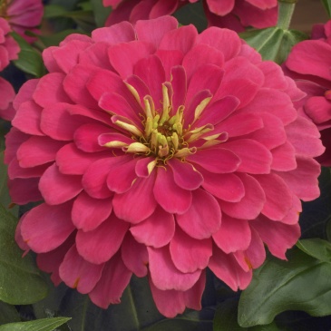 Цинния изящная (Zinnia elegans)