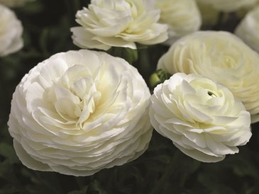 Лютик азиатский (Ranunculus asiaticus)