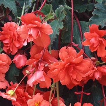 Бегония клубневая махровая ампельная (Begonia tuberhybrida) Бегония клубневая махровая ампельная (Begonia tuberhybrida)