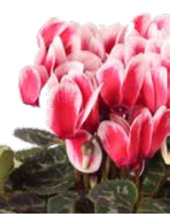 Цикламен персидский (Cyclamen persicum)