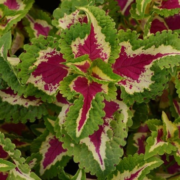 Колеус гибридный (Coleus х hybrida) Колеус гибридный (Coleus х hybrida)