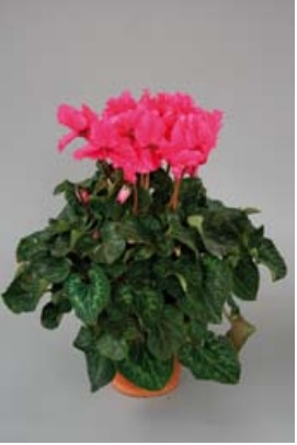 Цикламен персидский (Cyclamen persicum)