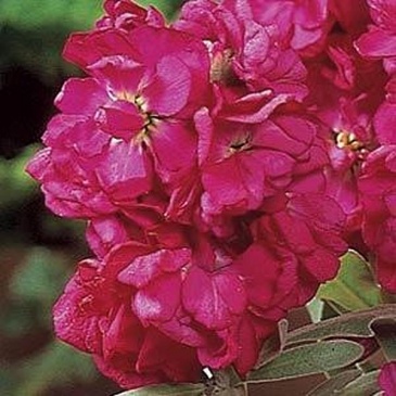 Левкой седой (Matthiola incana)