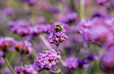 Вербена буэнос-арейская (Verbena bonariensis) Вербена буэнос-арейская (Verbena bonariensis)