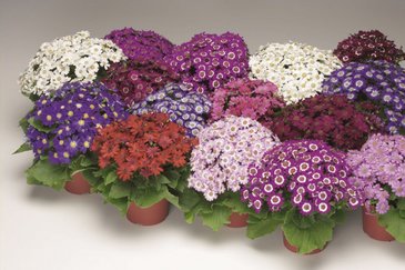 Цинерария гибридная (Pericallis cruenta)