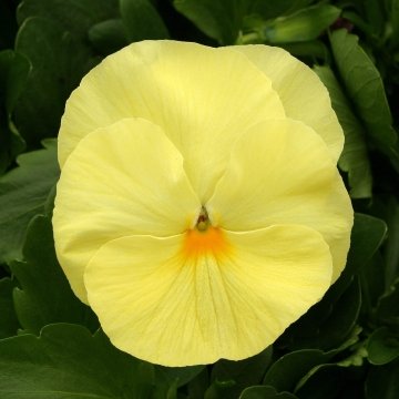 Виола виттрока (Viola x wittrockiana)