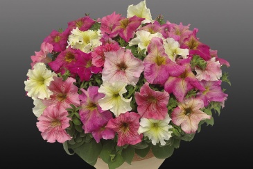 Петуния ампельная гибридная (Petunia x hybrida)
