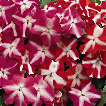 Бальзамин Уоллера (Impatiens walleriana)